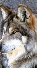 Ladda ner Animals, Wolfs bilden 240x400 till mobilen.