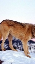 Ladda ner Animals, Wolfs bilden 320x240 till mobilen.