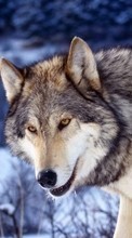 Ladda ner Animals, Wolfs bilden 1024x600 till mobilen.