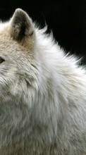 Ladda ner Animals, Wolfs bilden 320x480 till mobilen.