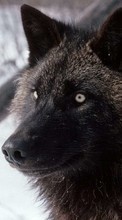 Ladda ner Animals, Wolfs bilden 320x480 till mobilen.