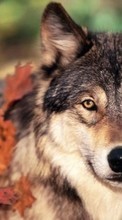 Ladda ner Animals, Wolfs bilden 1280x800 till mobilen.