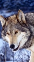Ladda ner Animals, Wolfs bilden 800x480 till mobilen.