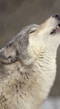 Ladda ner Animals, Wolfs bilden 480x800 till mobilen.