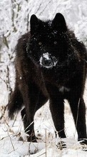 Ladda ner Animals, Wolfs, Winter bilden 128x160 till mobilen.