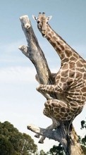 Funny,Giraffes,Animals