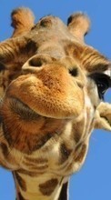 Ladda ner Humor, Animals, Giraffes bilden 800x480 till mobilen.