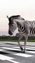 Ladda ner Zebra,Animals bilden till mobilen.
