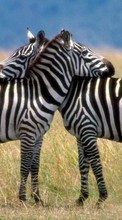 Ladda ner Zebra,Animals bilden till mobilen.