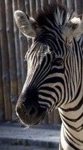 Ladda ner Animals, Zebra bilden 320x480 till mobilen.