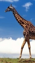 Ladda ner Giraffes, Animals bilden till mobilen.