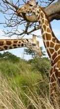 Ladda ner Giraffes,Animals bilden till mobilen.