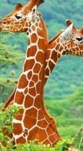 Ladda ner Giraffes,Animals bilden till mobilen.