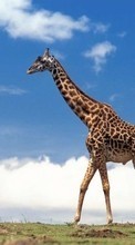 Ladda ner Animals, Giraffes bilden 240x320 till mobilen.