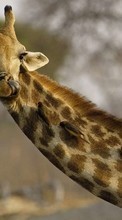 Ladda ner Animals, Giraffes bilden 320x480 till mobilen.