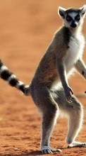 Ladda ner Animals, Lemurs bilden 320x480 till mobilen.