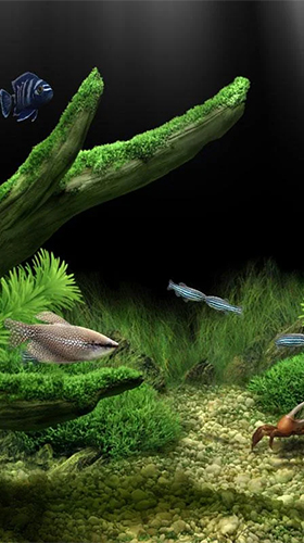 Gratis Akvarier live wallpaper för Android på surfplattan arbetsbordet: Aquarium by Red Stonz.