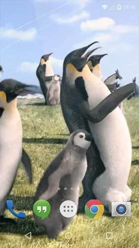 Gratis levande bakgrundsbilder Arctic Penguin på Android-mobiler och surfplattor.