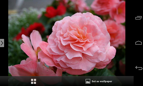 Gratis Blommor live wallpaper för Android på surfplattan arbetsbordet: Beautiful flowers.