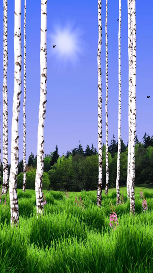 Gratis levande bakgrundsbilder Birch Wood på Android-mobiler och surfplattor.