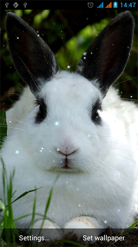 Gratis levande bakgrundsbilder Bunny by Live Wallpapers Gallery på Android-mobiler och surfplattor.