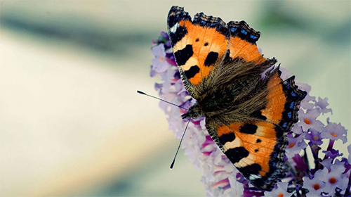Gratis levande bakgrundsbilder Butterfly by Amazing Live Wallpaperss på Android-mobiler och surfplattor.