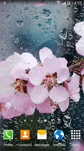 Gratis Blommor live wallpaper för Android på surfplattan arbetsbordet: Cherry in blossom by BlackBird Wallpapers.