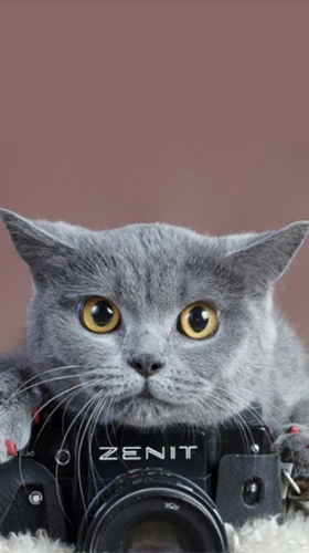 Gratis levande bakgrundsbilder Cute cat by Premium Developer på Android-mobiler och surfplattor.
