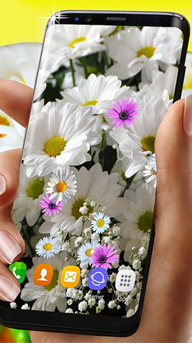 Gratis Blommor live wallpaper för Android på surfplattan arbetsbordet: Daisies HQ.