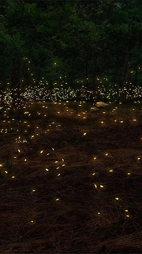 Gratis Landskap live wallpaper för Android på surfplattan arbetsbordet: Fireflies 3D by Live Wallpaper HD 3D.
