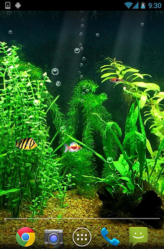 Gratis levande bakgrundsbilder Fishbowl HD på Android-mobiler och surfplattor.