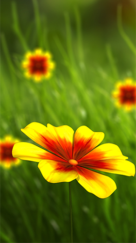 Gratis Blommor live wallpaper för Android på surfplattan arbetsbordet: Flower 360 3D.
