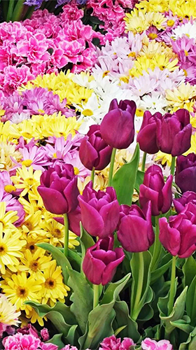 Gratis Blommor live wallpaper för Android på surfplattan arbetsbordet: Garden flowers.