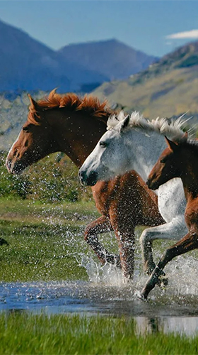 Gratis levande bakgrundsbilder Horses by Pro Live Wallpapers på Android-mobiler och surfplattor.
