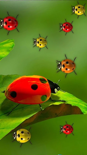 Gratis levande bakgrundsbilder Ladybugs by 3D HD Moving Live Wallpapers Magic Touch Clocks på Android-mobiler och surfplattor.