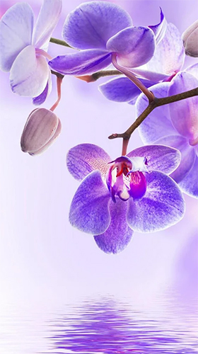Gratis Blommor live wallpaper för Android på surfplattan arbetsbordet: Orchid by Art LWP.