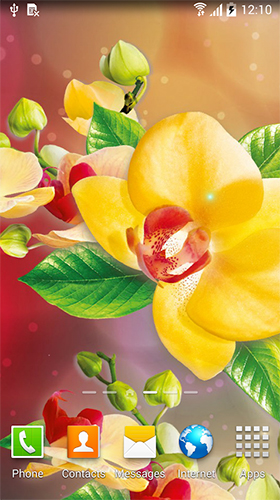 Gratis levande bakgrundsbilder Orchids by BlackBird Wallpapers på Android-mobiler och surfplattor.