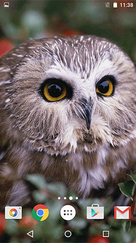 Gratis levande bakgrundsbilder Owl by MISVI Apps for Your Phone på Android-mobiler och surfplattor.