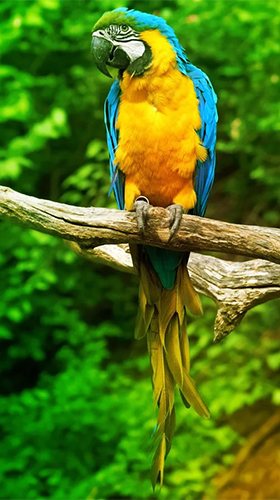 Gratis levande bakgrundsbilder Parrot by Live Animals APPS på Android-mobiler och surfplattor.