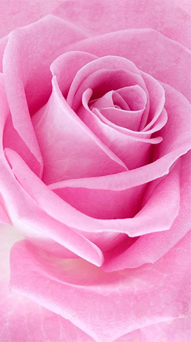Gratis Blommor live wallpaper för Android på surfplattan arbetsbordet: Pink rose.