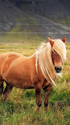 Gratis levande bakgrundsbilder Pony på Android-mobiler och surfplattor.