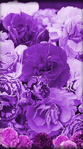 Gratis Blommor live wallpaper för Android på surfplattan arbetsbordet: Purple flowers.