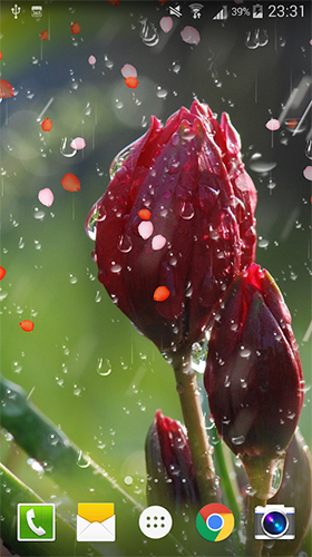 Gratis Blommor live wallpaper för Android på surfplattan arbetsbordet: Rose: Raindrop.