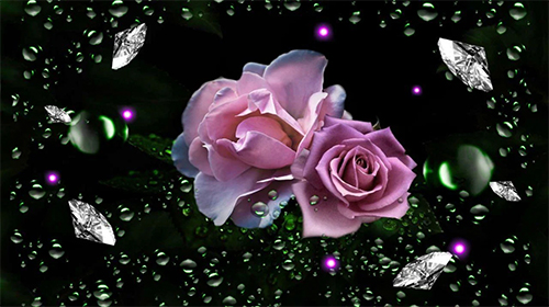 Gratis Blommor live wallpaper för Android på surfplattan arbetsbordet: Roses diamond dew.