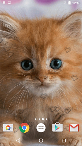 Gratis Djur live wallpaper för Android på surfplattan arbetsbordet: Сute kittens.
