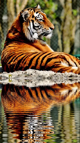 Gratis Interactive live wallpaper för Android på surfplattan arbetsbordet: Tigers by Live Wallpaper HD 3D.