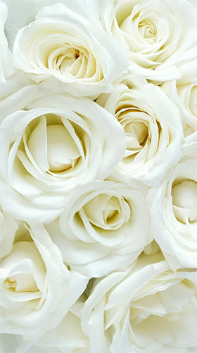 Gratis Blommor live wallpaper för Android på surfplattan arbetsbordet: White rose by HQ Awesome Live Wallpaper.