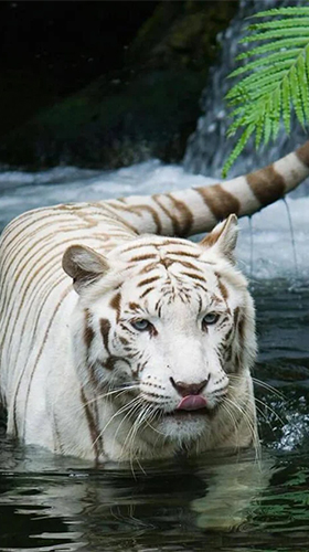 Gratis levande bakgrundsbilder White tiger by Revenge Solution på Android-mobiler och surfplattor.