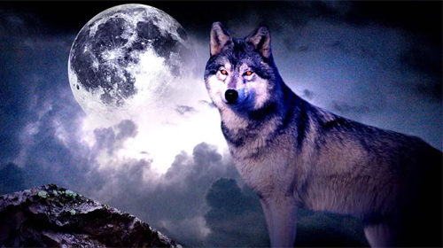 Gratis levande bakgrundsbilder Wolf 3D på Android-mobiler och surfplattor.