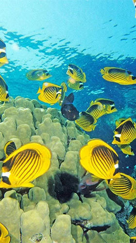 Ladda ner Aquarium by Red Stonz - gratis live wallpaper för Android på skrivbordet.